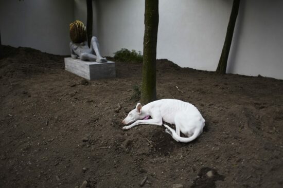 Pierre Huyghe, Untitled, 2011-2012. Fot. Ola Rindal / materiały prasowe