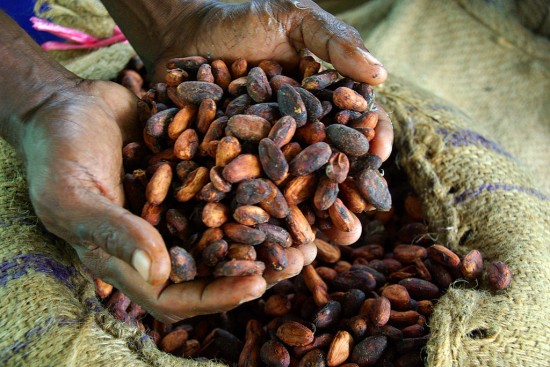 Cocoa_farmer_David_Kebu_Jnr_holding_the_finished_product,_dried_cocoa_beans_ready_for_export__(10687070725)