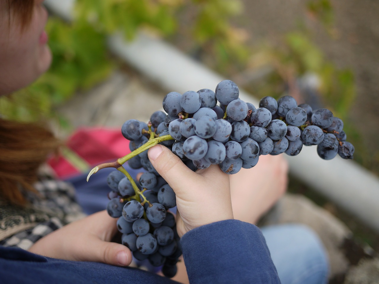 Wino ze stoków wulkanu