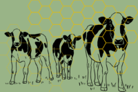 Na grafice są trzy krowy z ulami pszczół w tle.